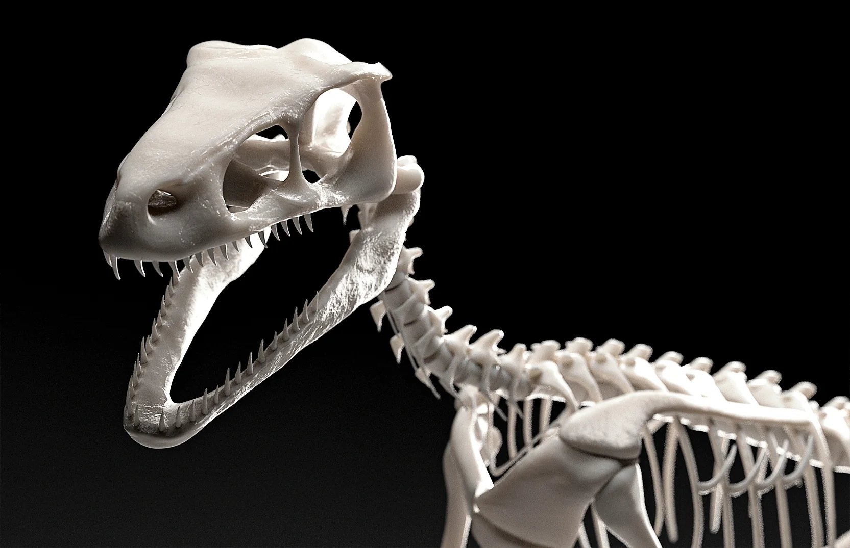Raptor · Anatomy