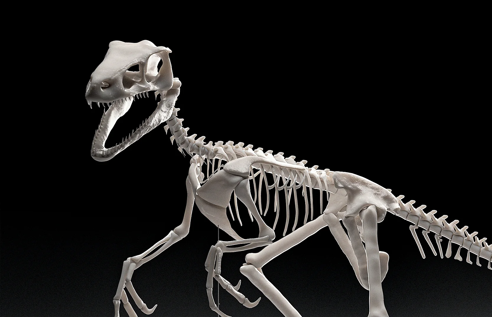 Velociraptor Skelett – Projektansicht 2