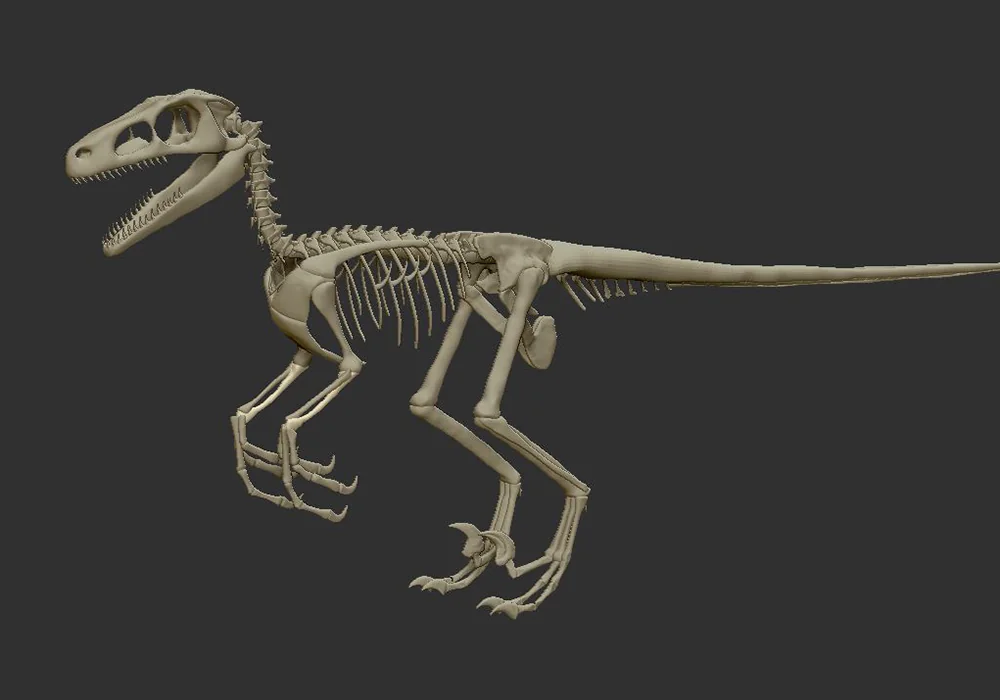 Velociraptor Skelett – Projektansicht 5